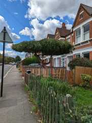 Best tree for planting near boundary on front driveway of a terrace.