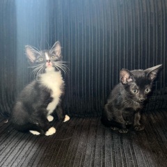 Helping resident cat settle with new kittens