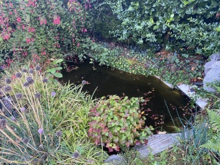 Maintaining a garden pond for beginners.