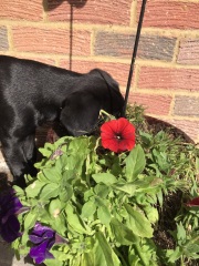 Puppy Survival Thread: Surviving into Summer 2022