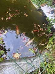 Maintaining a garden pond for beginners.