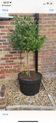 Gardening Virgin- don't know where to begin :(