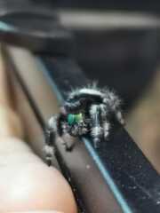 I have pet Spiders. AMA. 