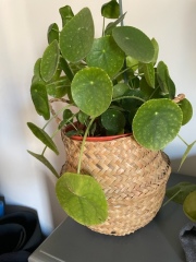 Another 'why is this house plant doing this' question!