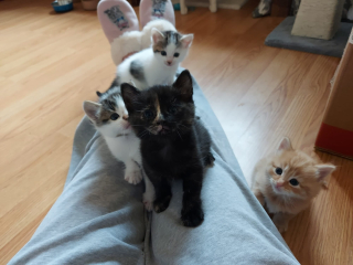 New kitten