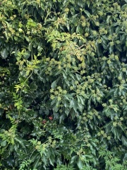 What is this plant please
