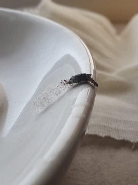 Wtf is this in my bathroom? (Insect)