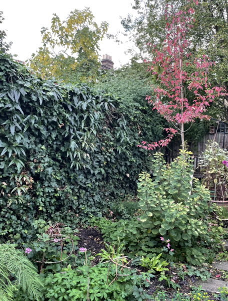 Trees in small gardens