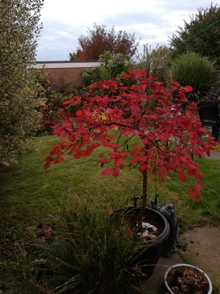 What would happen to a pieris if I chopped it back? 