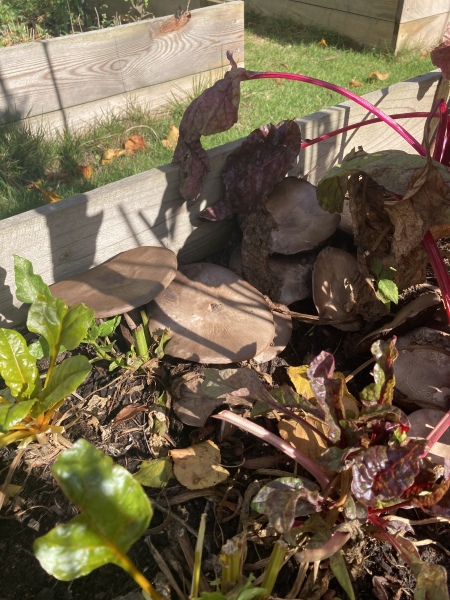 Is there a website which identifies mushrooms?