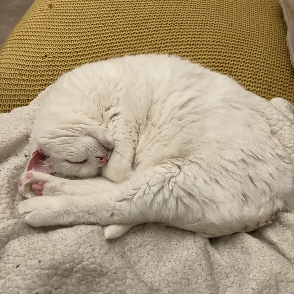 What is your pet up to right now?