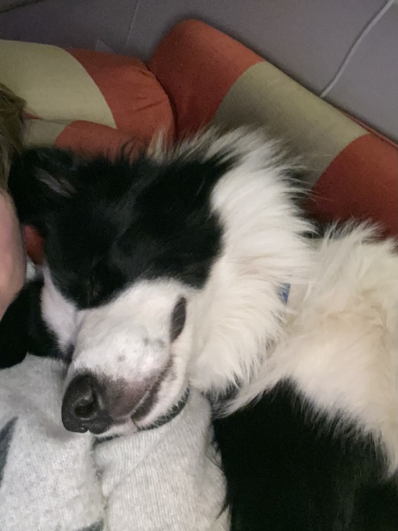 Cuddly dogs