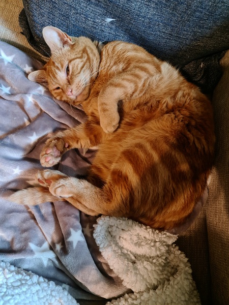 To think that my cat should earn his keep...