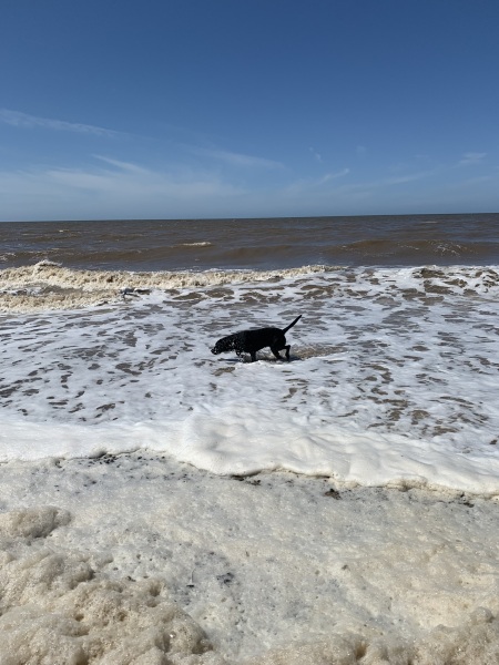 Dogs who love the beach