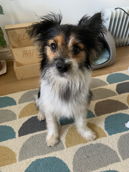 Healthiest dog breeds