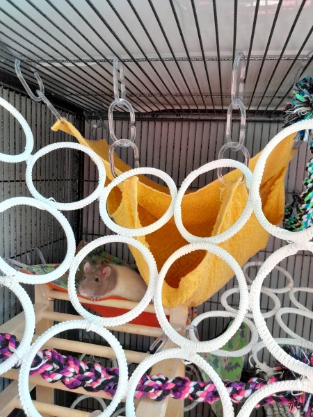 what do i do with a pet rat that destroys everything in cage