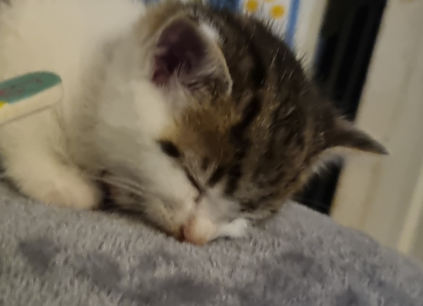 Help? I've acquired a very young kitten?