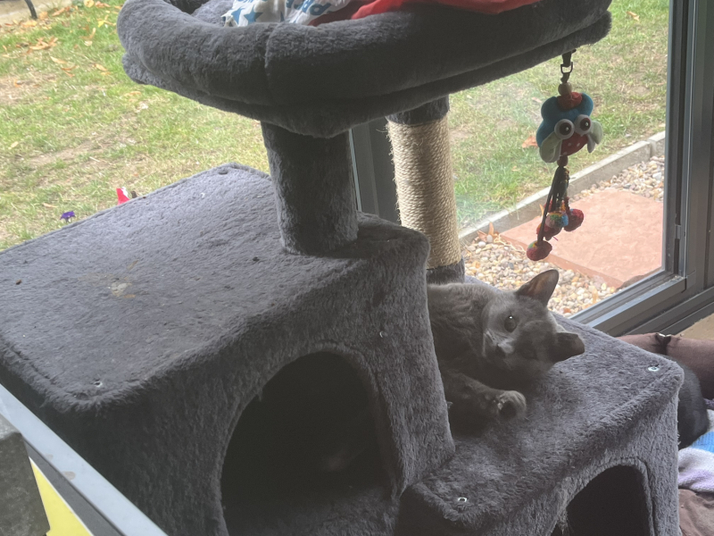 I love my cat too much is this normal 