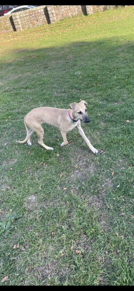 What breed is my pup?