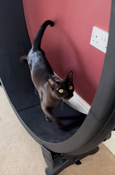 To ask how you play with your cat