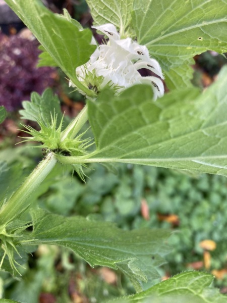More plant ID please