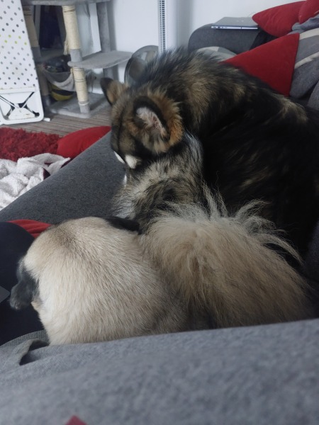 Cuddly dogs