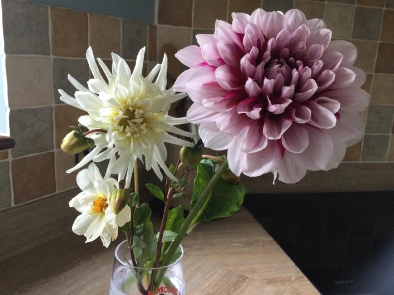 Who’s growing Dahlias this year