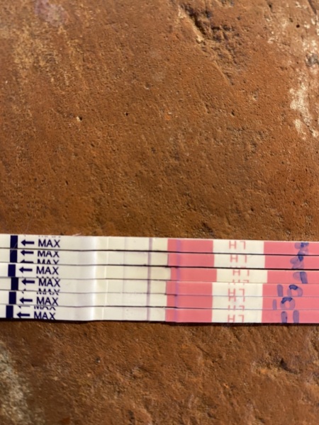 Help me understand my LH tests please