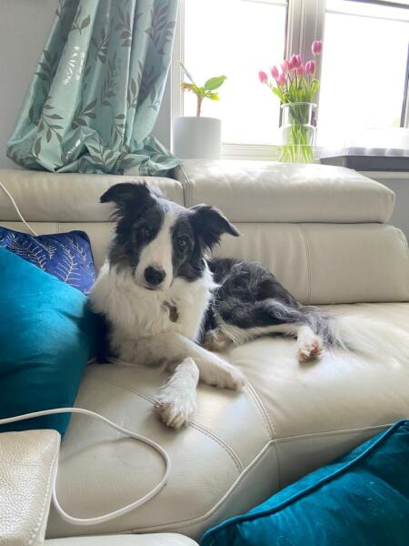 Thinking of getting a collie