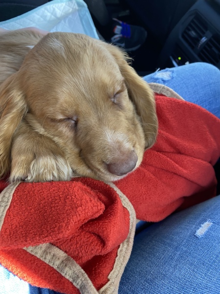 Puppy Survival Thread: Surviving into Summer 2022
