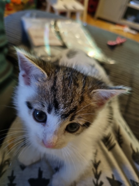 Help? I've acquired a very young kitten?