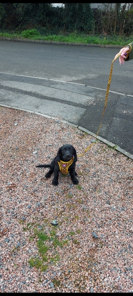 If you were to get attacked whilst walking your dog what do you think your dog would do ?