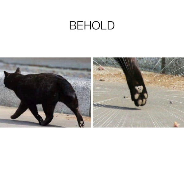 Help? I've acquired a very young kitten?