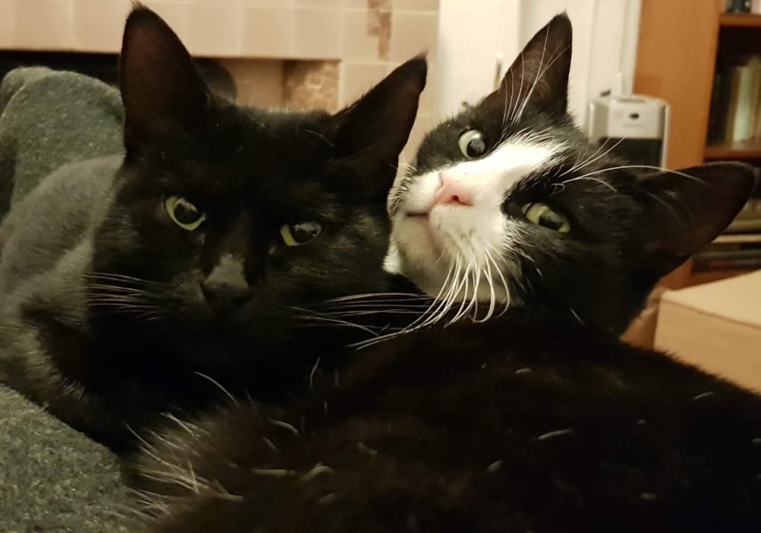 Advice on how to reduce the number of cats in my life?
