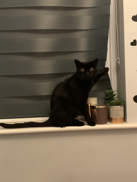 Help? I've acquired a very young kitten?