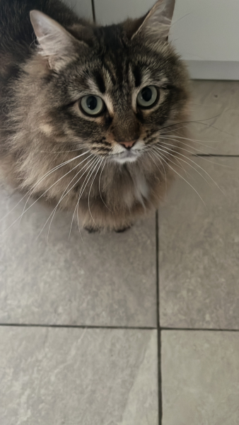 Looking for a kitten - only seem to come in 2s