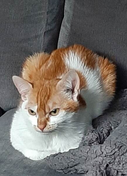 Will Liz Truss really last only 17 more days? 