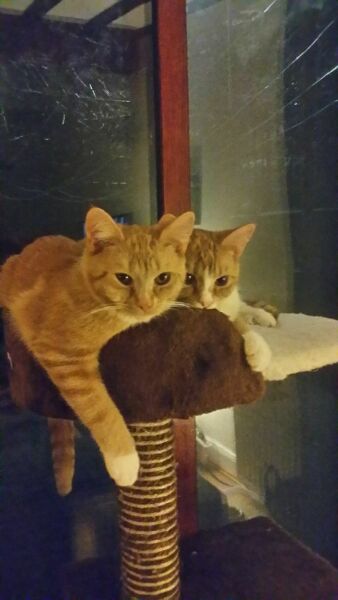 Looking for a kitten - only seem to come in 2s