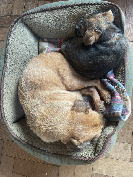 Introducing new puppy to our dog