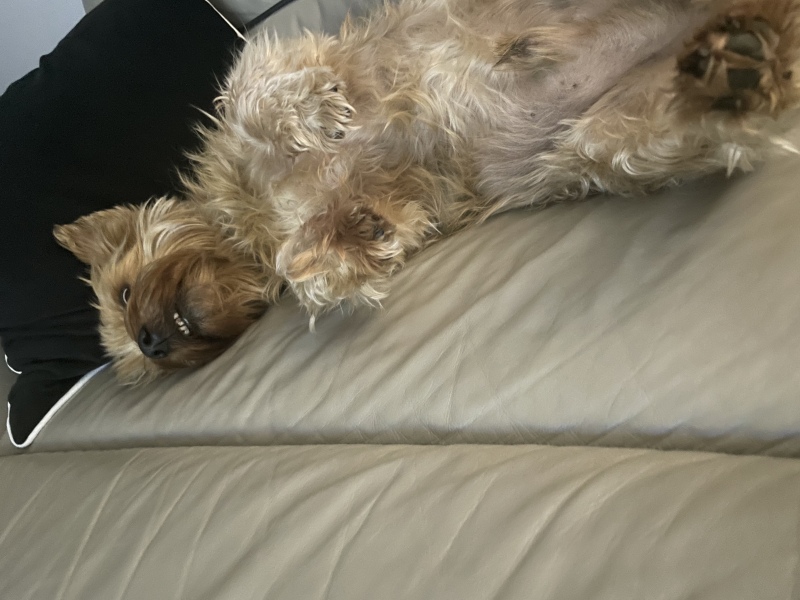 Just for fun...can you get my dogs breed?