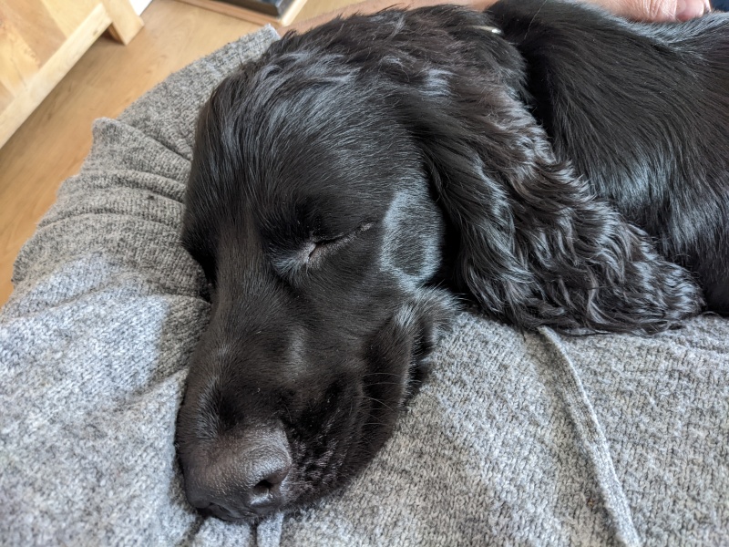 Cuddly dogs