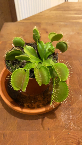 How do I get my Venus fly trap to eat? 🪴