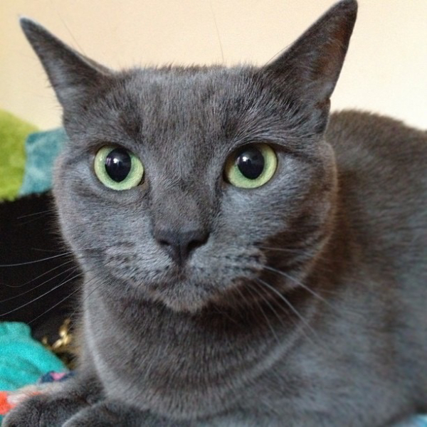 Help? I've acquired a very young kitten?