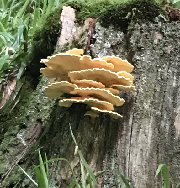 Hidden Treasures - tell me your foraged finds!