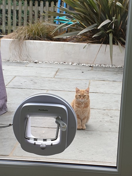 Microchip cat flap... Heeeellllpp!