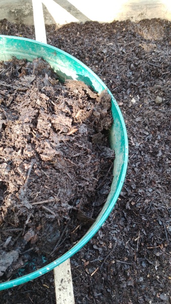 How’s your autumn gardening? 