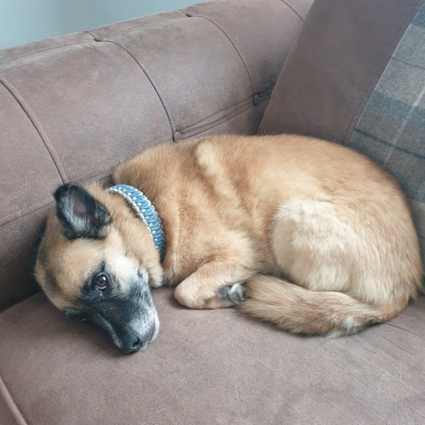 Dog with diarrhea 