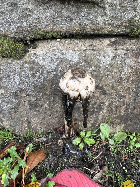 Hallowe'en Name Change Thread 3 - THE unofficial, THE just for fun - creep on over and join us.