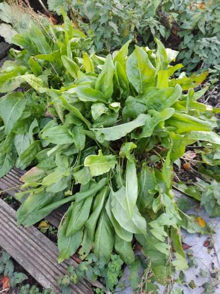 What is this plant
