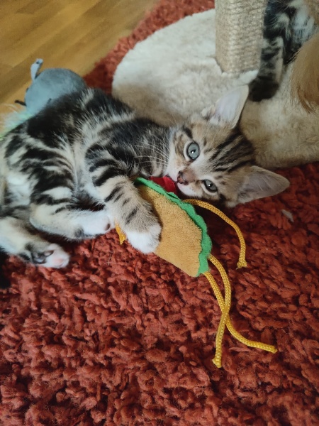 A good news kitten